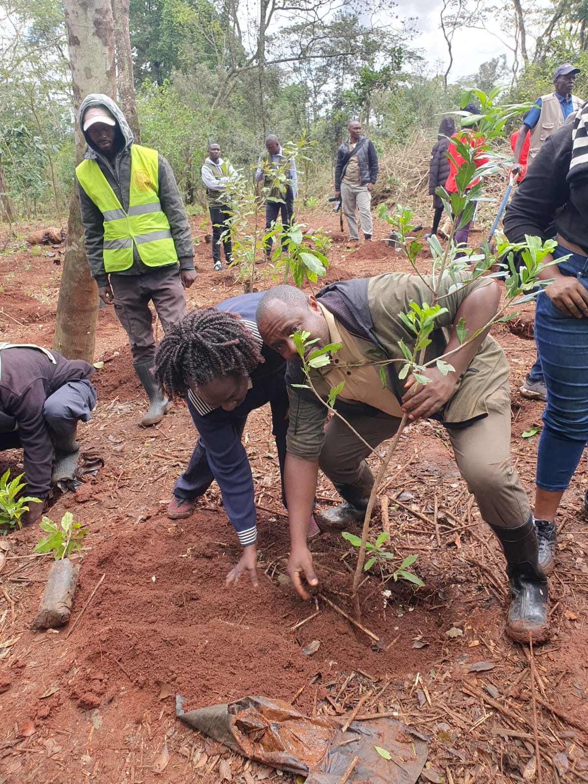 Cabinet Affairs staff plant trees at the Karura Forest during the National Tree Planting Day on 13th Nov. 2023. 