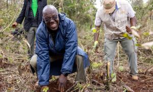 Tree Planting