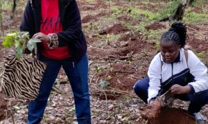 Tree Planting