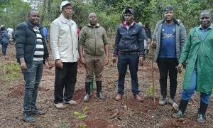 Tree Planting