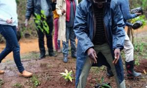 Tree Planting