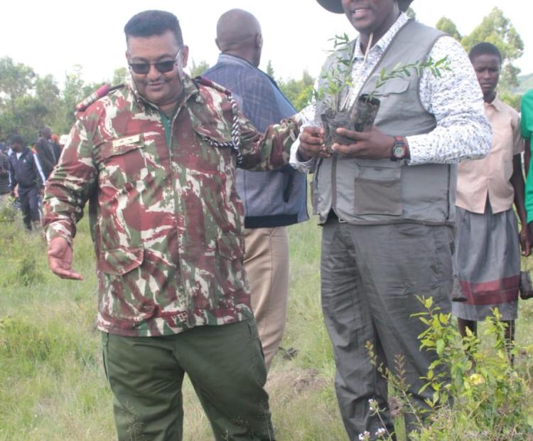 Bomet County Commissioner Dr. Ahmed Omar leads Principal Secreatry Dr. Idris Dokota to a tree planting site within Kimaya block, Siogiroi in Cheplaungu forest  to plant tree seedlings to boost the forest cover in the contry. 